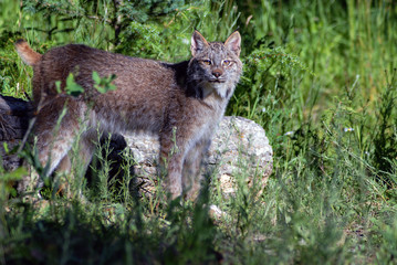 Canadian Lynx