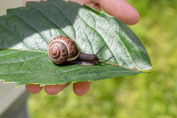 A child holding an edible snail Fructicicola fruticum on green leaf, summer time