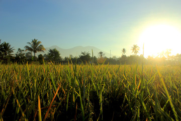 Rice field sunrise