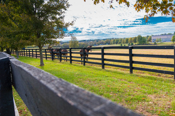 Horses at horsefarm. Autumn country landscape.