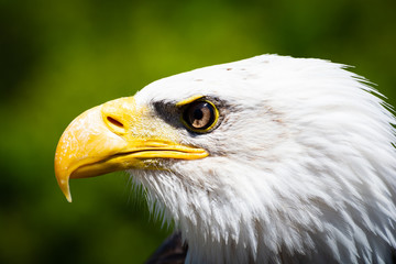 portrait of an eagle