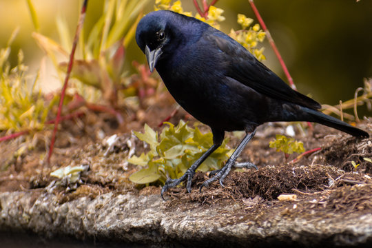  (Molothrus bonariensis) tordo renegrido parado entre plantas amarillentas en un d&iacute;a soleado 