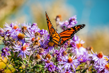 Butterfly on the blue flowers, close-up