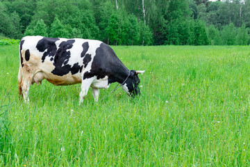 Holstein black and white spotted milk cow standing on a green rural pasture, dairy cattle grazing in the village with copy space