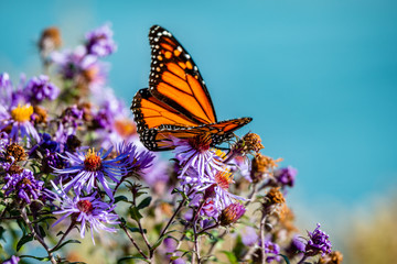 Fototapeta na wymiar Butterfly on the blue flowers, close-up