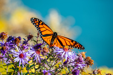 Butterfly on the blue flowers, close-up