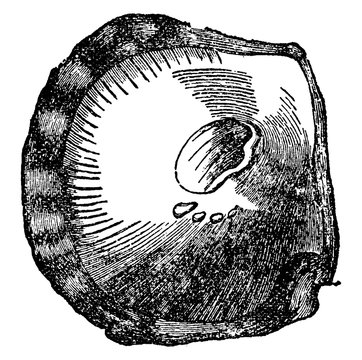 recommend clip art: Pearl, vintage illustration.