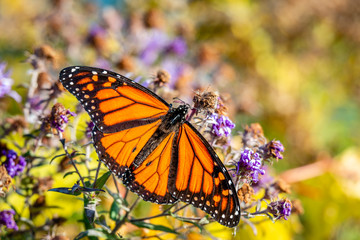 Butterfly on the blue flowers, close-up