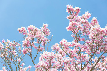 pink blossoms against a blue sky in the spring time