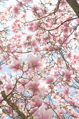 Pink flower blossoms on a tree on a bright day