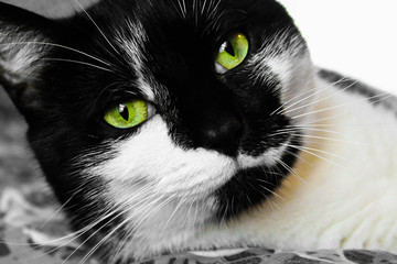 Black and white cat with green eyes