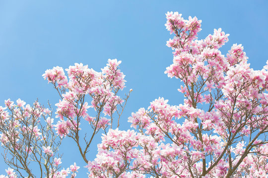 pink blossoms against a blue sky in the spring time