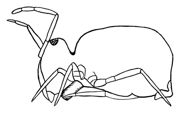 Springtail, vintage illustration.