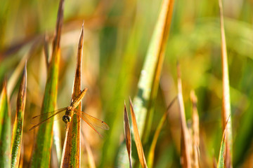 Rice Field Dragonfly
