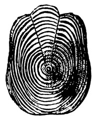 Fish Scales, vintage illustration. © Morphart