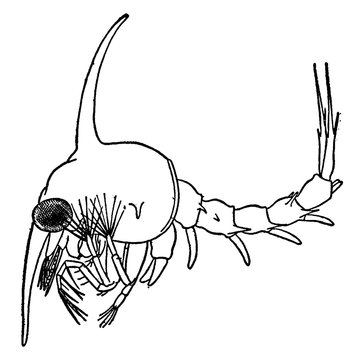 Zoea, vintage illustration.