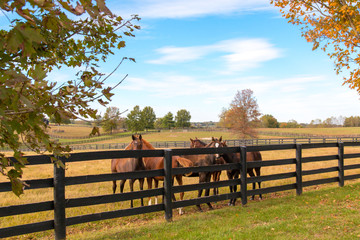 Horses at horsefarm. Autumn country landscape.
