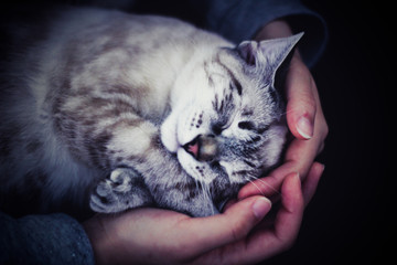 Kitten sleeping in the hands of it's owner