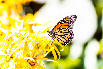 butterfly on yellow flowers