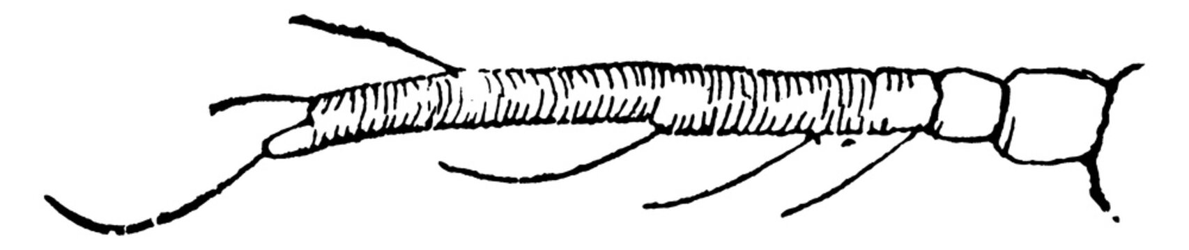 Scale Insect Drawing Imágenes de