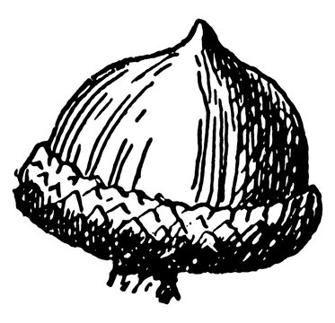 recommend clip art: Willow Oak Acorn vintage illustration.
