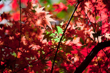 いちき串木野市冠岳の紅葉	