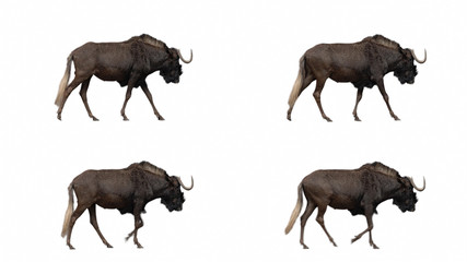 Wildebeest slowly walking seamlessly looped on black screen, real shot, isolated on alpha channel premultiplied with black and white matte, perfect for digital composition, cinema, 3d mapping.