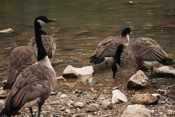 Several gooses near lake at a park