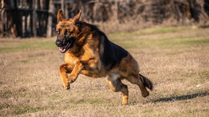 running german shepherd dog on the grass