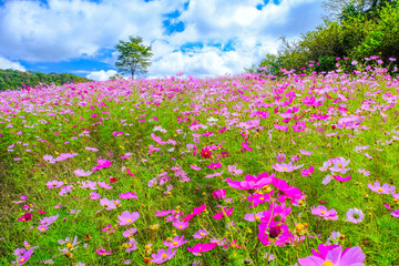 コスモスの花畑 縦 Wall Mural Wallpaper Murals Tenjou