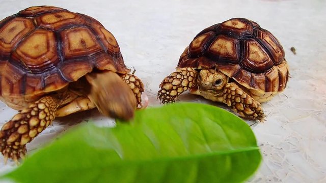 African spurred tortoise.The turtles are eating the hibiscus.