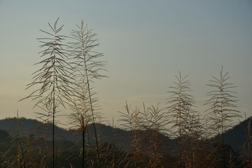 Obraz premium trees in fog