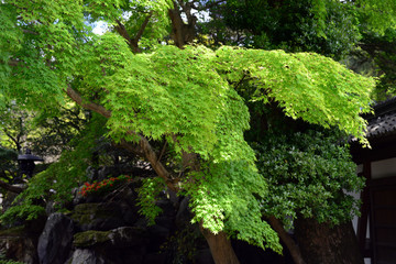 Fototapeta premium Japanese maple-38