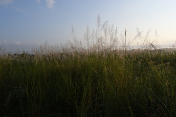 grass and sky