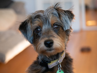 Yorkiepoo puppy