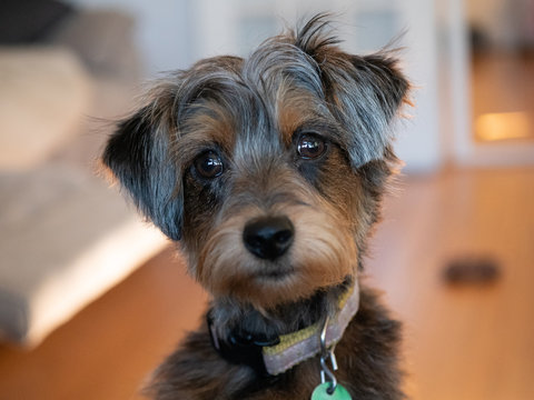 Yorkiepoo puppy