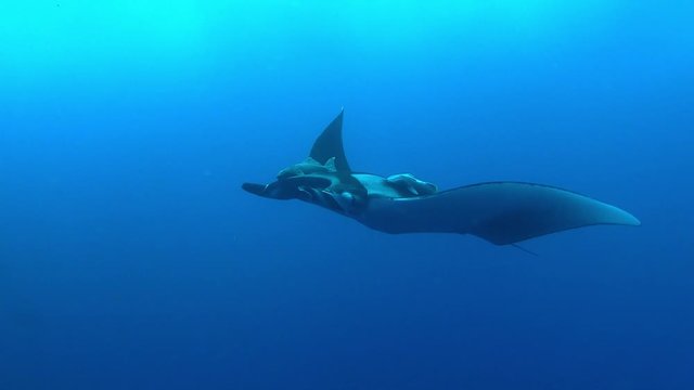 Manta swimming with a lot of fish at Soccoro, Mexico