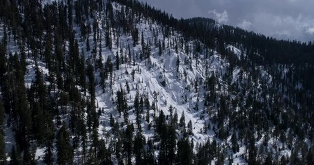 Cinematic PUSH IN of Sequoias on snow covered mountain side.