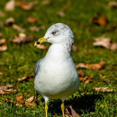 Seagull staying on the grass  