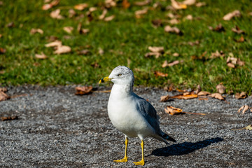 Seagull staying on the grass  