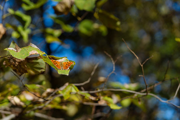 Butterfly on a leaf of a tree on a sunny October day.
