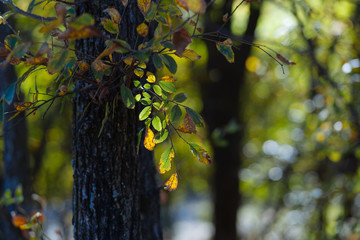 A tree branch in the sun in a city park on an autumn day.