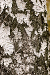 Old Birch Tree trunk Bark Texture with wide Cracks