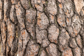 Old Pine Tree trunk Bark Texture with Cracks