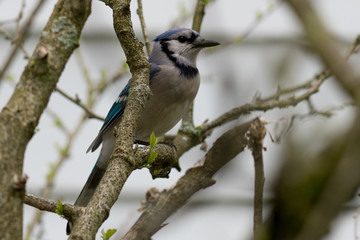 bird on a branch
