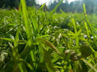 Fototapeta na wymiar Grass : Low 