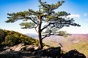 Tree alone
