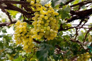 Green grapes in the vineyard