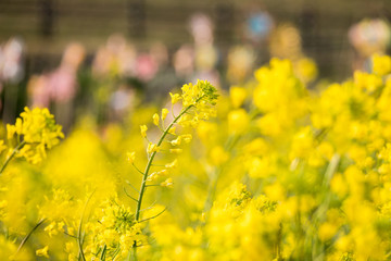 Canola flower