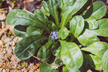 Obraz premium forget-me-not plant outdoor in a sunny backyard